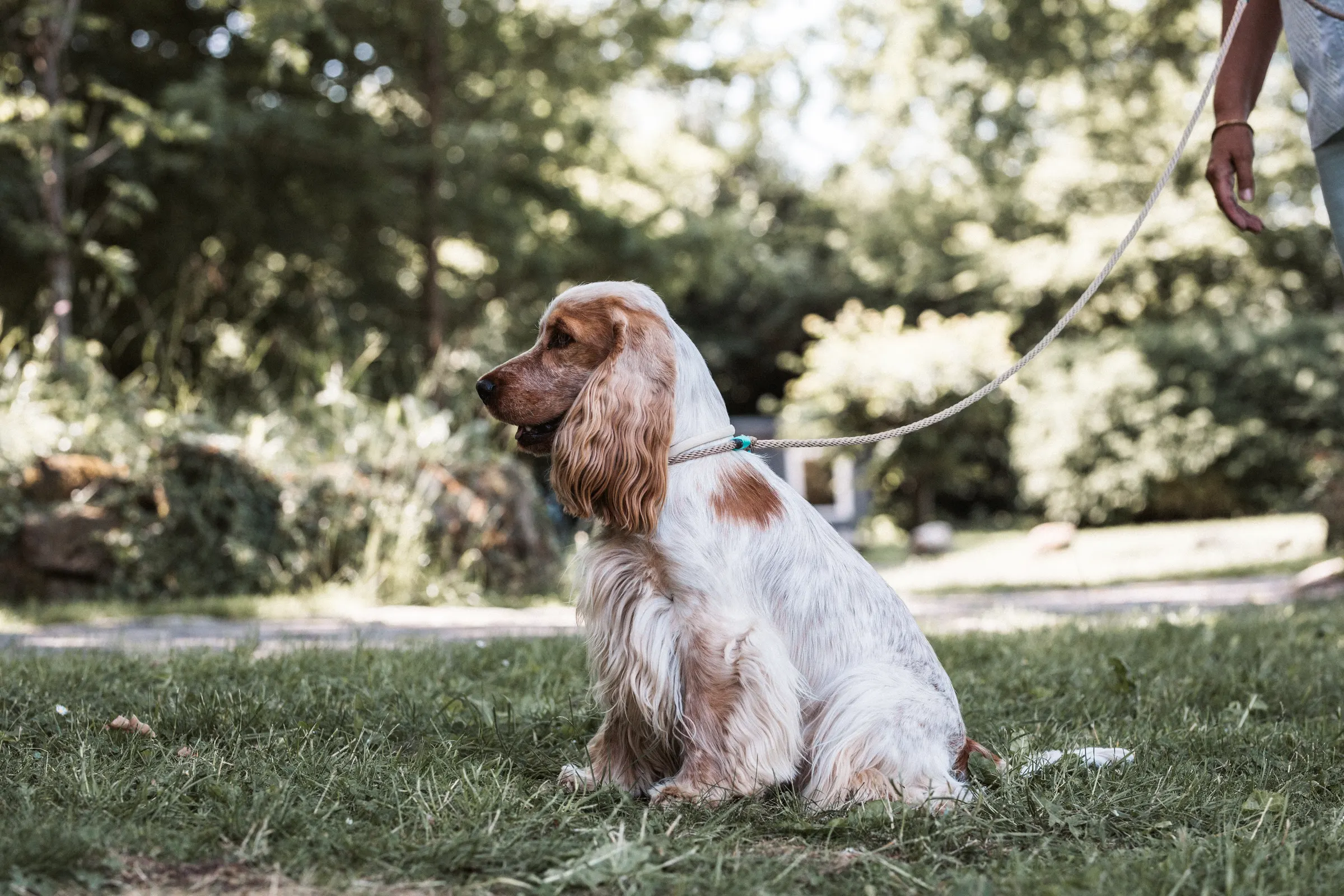 Hund auf der Seewiese am Bistensee beim Seehotel Töpferhaus