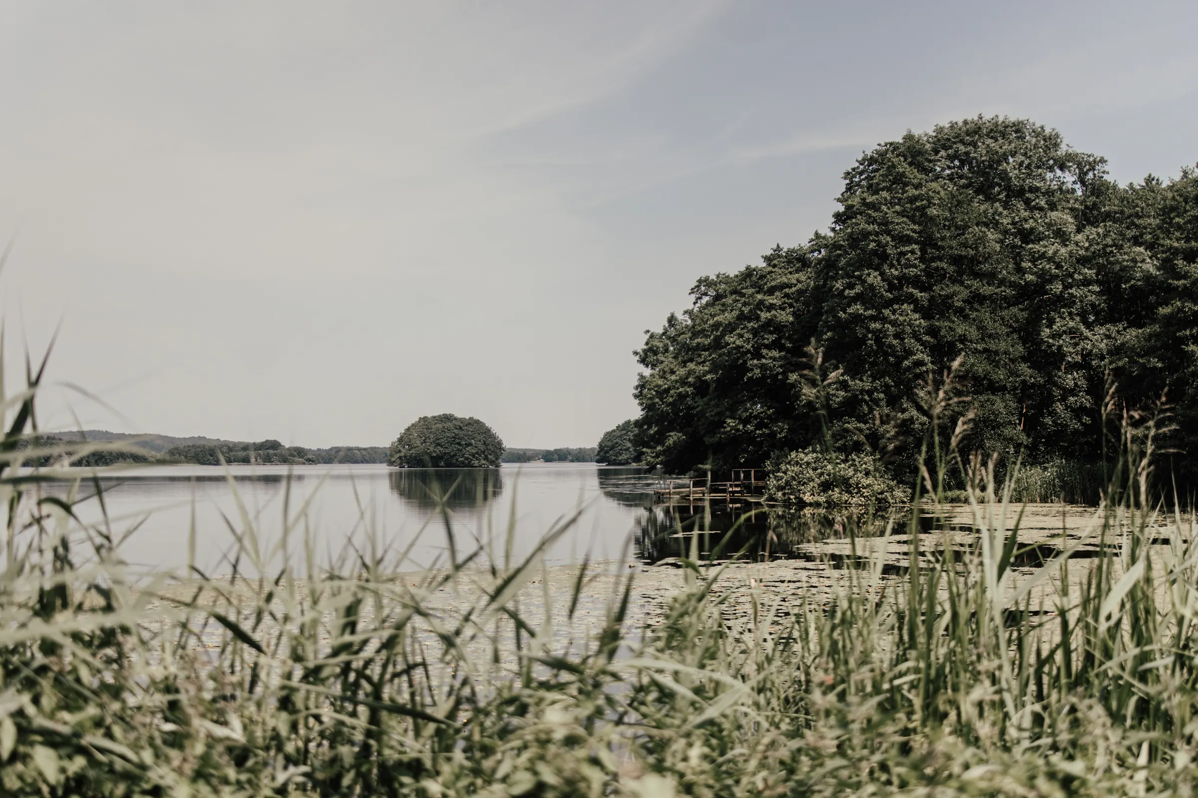 Schilf und Insel im Bistensee von der Seewiese Ost aus